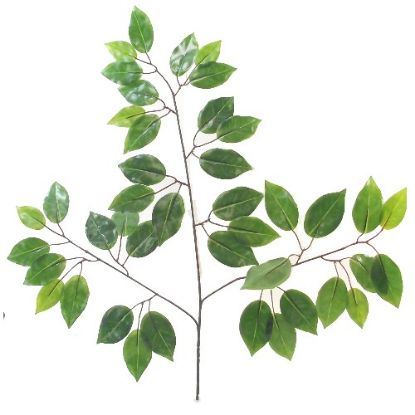 Picture of 66cm DELUXE FICUS BRANCH (42 LEAVES) GREEN X 12pcs