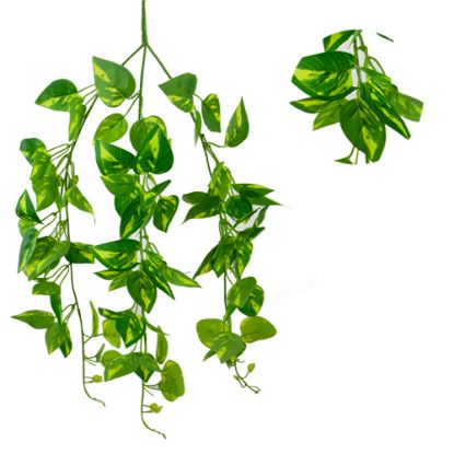 Picture of TRAILING POTHOS BUSH GREEN