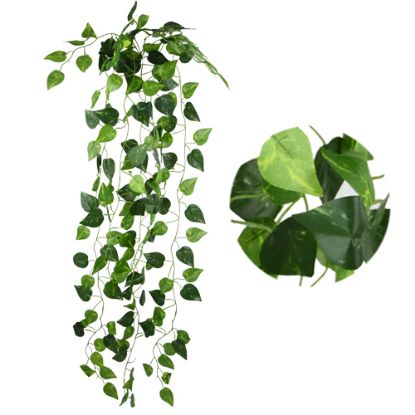 Picture of 90cm POTHOS TRAIL GREEN