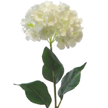 Picture of GIANT SINGLE HYDRANGEA IVORY