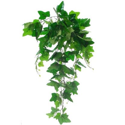 Picture of TRAILING IVY BUSH GREEN
