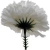 Picture of CARNATION PICK WHITE X 144pcs (IN POLYBAG)
