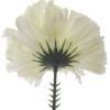 Picture of CARNATION PICK IVORY X 144pcs (IN POLYBAG)