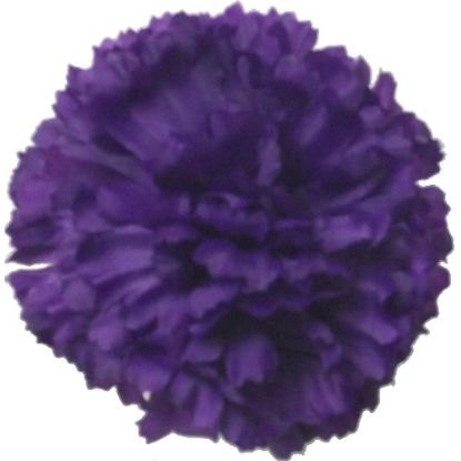 Picture of CARNATION PICK PURPLE X 144pcs (IN POLYBAG)