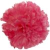 Picture of CARNATION PICK PINK X 144pcs (IN POLYBAG)