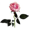 Picture of 52cm SINGLE LARGE VELVET TOUCH OPEN ROSE PINK