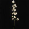 Picture of 83cm BLOSSOM SPRAY IVORY