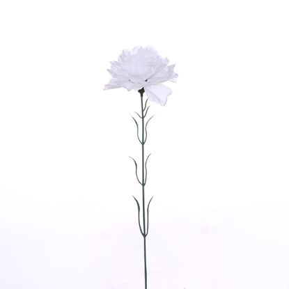 Picture of SINGLE CARNATION WHITE X 72pcs