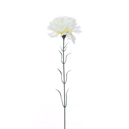 Picture of SINGLE CARNATION IVORY X 72pcs