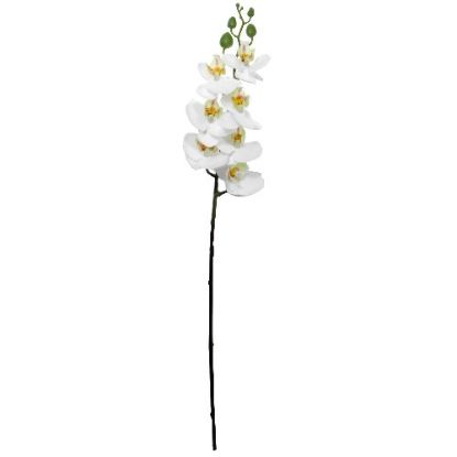 Picture of 63cm PHALAENOPSIS ORCHID SPRAY IVORY