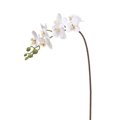 Picture of 96cm PHALAENOPSIS ORCHID SPRAY IVORY