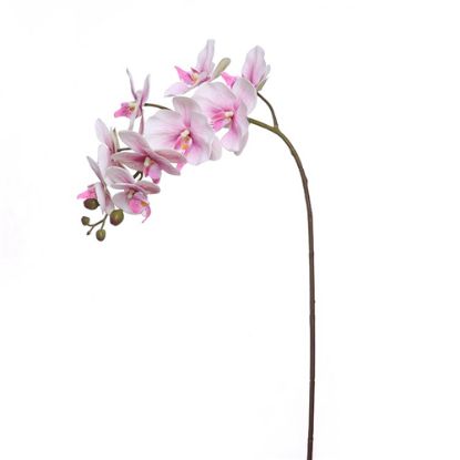 Picture of 96cm PHALAENOPSIS ORCHID SPRAY LILAC/FUCHSIA
