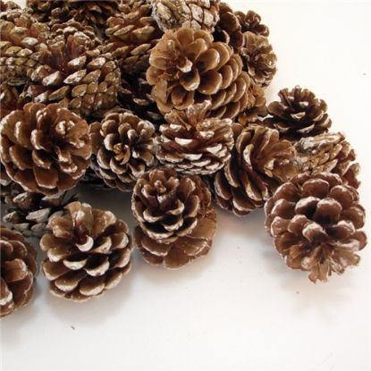 Picture of 5-7cm PINE CONES NATURAL/SNOWY X 5kg