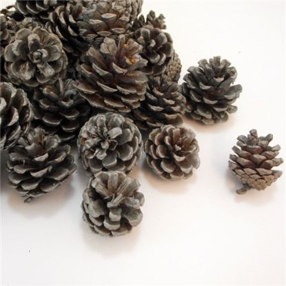 Picture of 5-7cm PINE CONES SILVER X 5kg