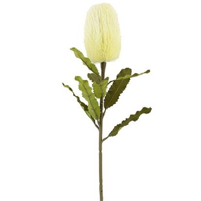 Picture of 65cm LARGE BANKSIA IVORY