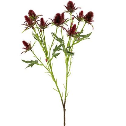 Picture of 68cm ERYNGIUM (SEA HOLLY) SPRAY RED