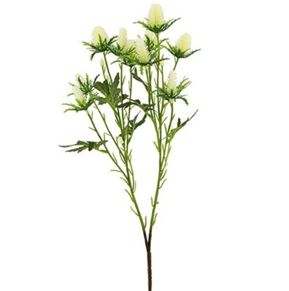 Picture of 68cm ERYNGIUM (SEA HOLLY) SPRAY IVORY
