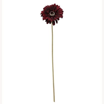 Picture of 53cm SINGLE GERBERA DRY COLOUR BURGUNDY