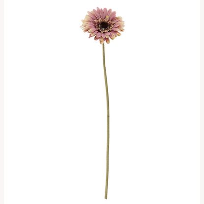 Picture of 53cm SINGLE GERBERA DRY COLOUR PINK
