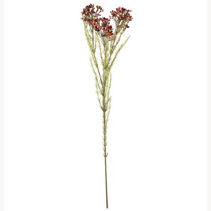 Picture of 79cm WAXFLOWER SPRAY DRY COLOUR BURGUNDY