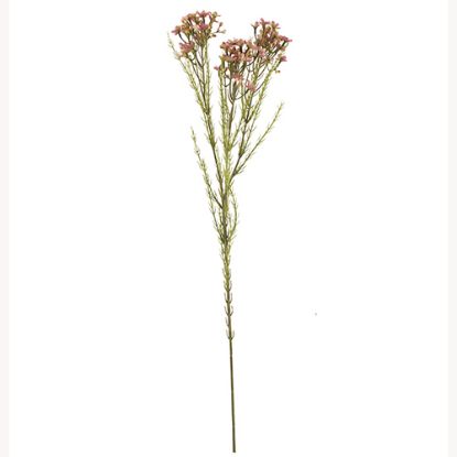 Picture of 79cm WAXFLOWER SPRAY DRY COLOUR PINK