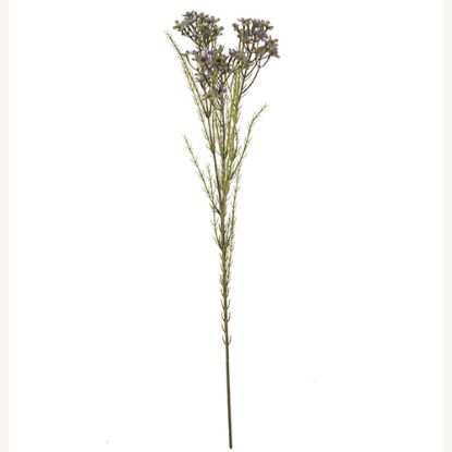Picture of 79cm WAXFLOWER SPRAY DRY COLOUR LILAC/PURPLE