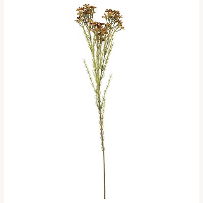Picture of 79cm WAXFLOWER SPRAY DRY COLOUR BROWN