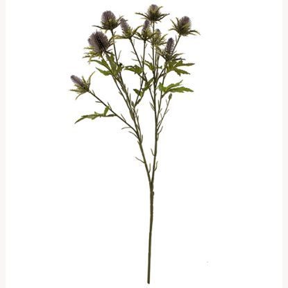 Picture of 68cm ERYNGIUM (SEA HOLLY) SPRAY DRY COLOUR LILAC/PURPLE