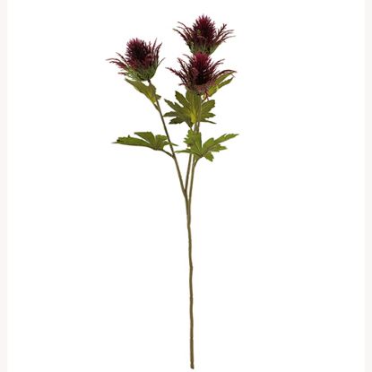 Picture of 67cm TEASEL SPRAY DRY COLOUR BURGUNDY