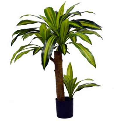 Picture of 80cm ARTIFICIAL DRACAENA PLANT IN POT GREEN X 4pcs