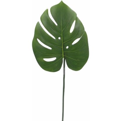 Picture of 55cm MONSTERA LEAF MID GREEN