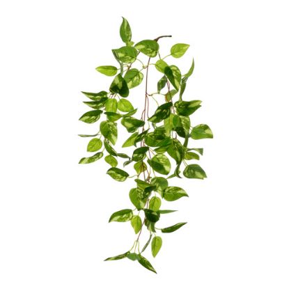 Picture of 60cm POTHOS TRAIL GREEN