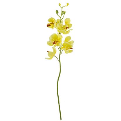 Picture of 49cm MOKARA ORCHID SPRAY YELLOW