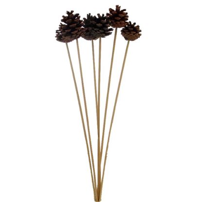 Picture of 4-6cm PINE CONE ON 50cm WOODEN STICK NATURAL x 6pcs
