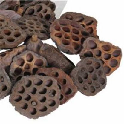 Picture of 5-7cm LOTUS HEADS NATURAL X 50pcs