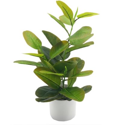 Picture of 39cm FICUS PLANT IN WHITE POT GREEN X 6pcs