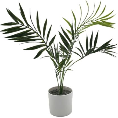Picture of 38cm ARECA PALM PLANT IN WHITE POT GREEN X 12pcs