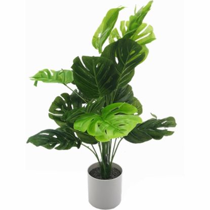 Picture of 50cm MONSTERA PLANT IN WHITE POT GREEN X 12pcs