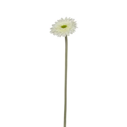 Picture of 36cm SPIKY GERBERA IVORY