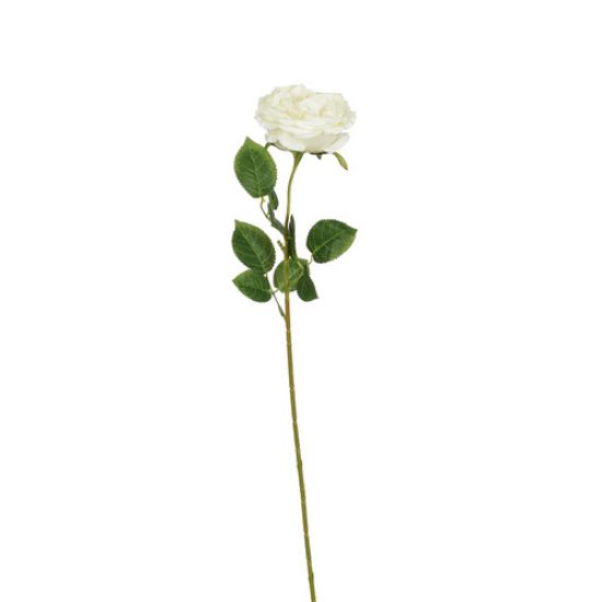 Picture of 61cm SINGLE CABBAGE OPEN ROSE IVORY