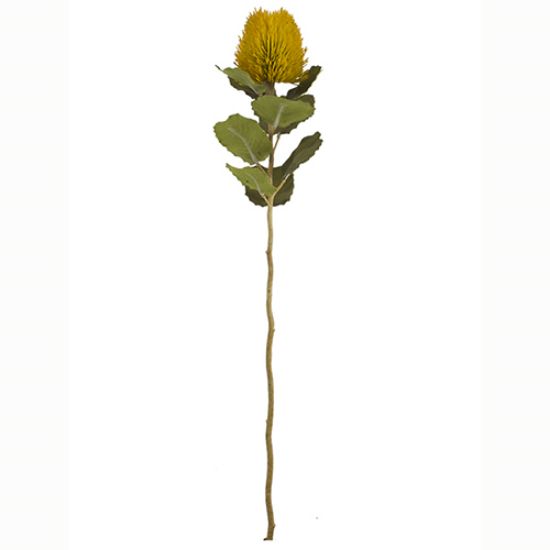 Picture of 59cm BANKSIA DRY COLOUR MUSTARD
