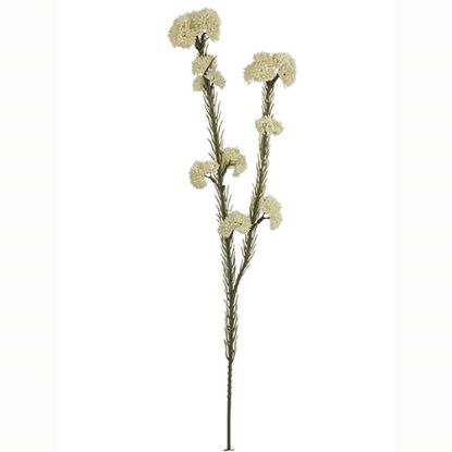 Picture of 57cm RICE FLOWER SPRAY DRY COLOUR CREAM
