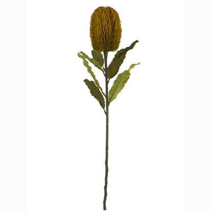 Picture of 65cm LARGE BANKSIA DRY COLOUR MUSTARD
