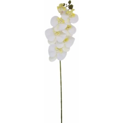 Picture of 75cm PHALAENOPSIS ORCHID SPRAY IVORY