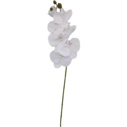 Picture of 75cm PHALAENOPSIS ORCHID SPRAY WHITE