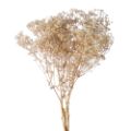 Picture for category Dried Flowers