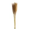 Picture of DRIED FLOWERS - MISCANTHUS (10 STEMS) NATURAL