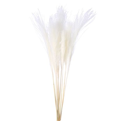 Picture of DRIED FLOWERS - MISCANTHUS (10 STEMS) IVORY/WHITE