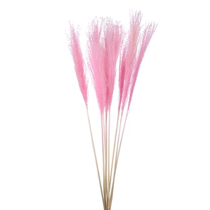 Picture of DRIED FLOWERS - MISCANTHUS (10 STEMS) LIGHT PINK