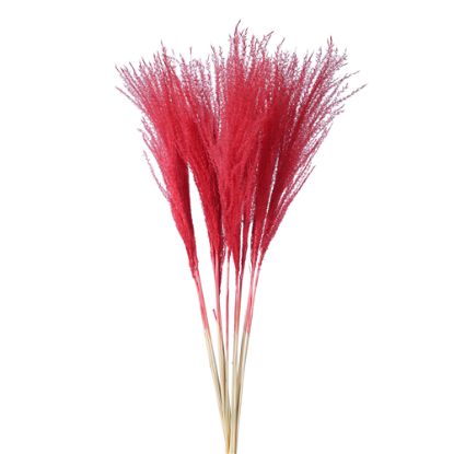 Picture of DRIED FLOWERS - MISCANTHUS (10 STEMS) DARK RED